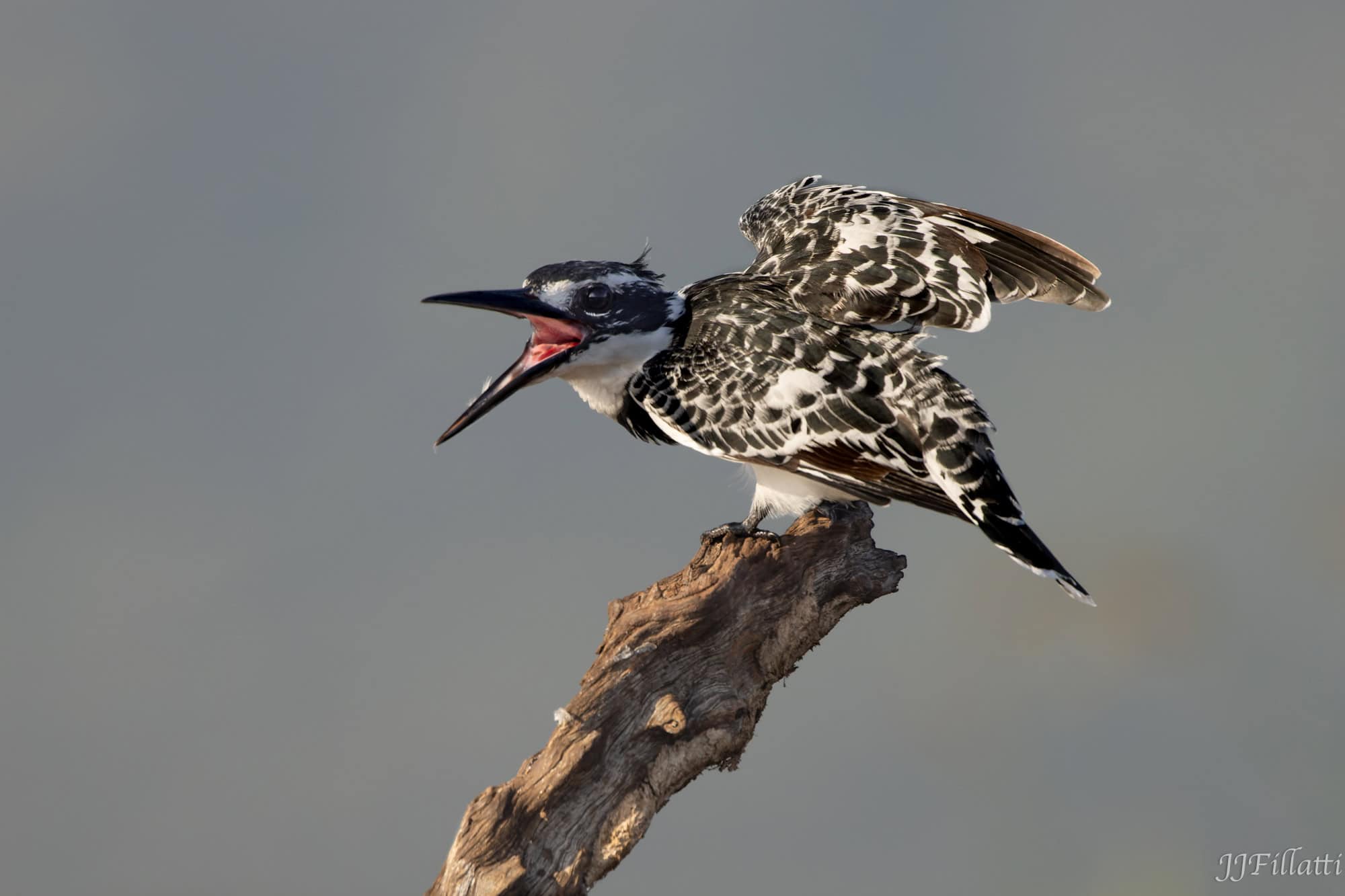 wildlife of Zimanga image 42